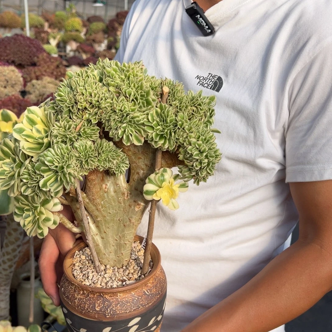 迈巴赫缀化不带盆土