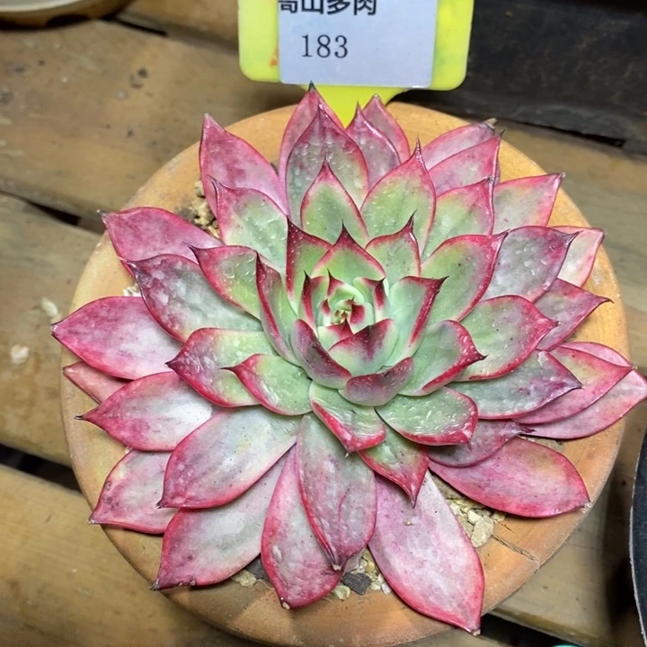 D183- 直播福利 桃花锦