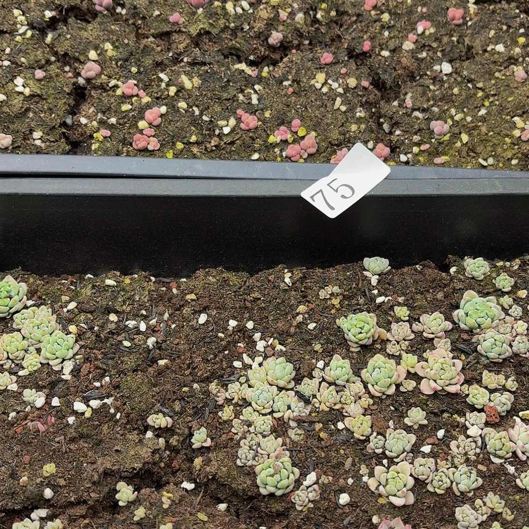 多肉植物多肉植物75