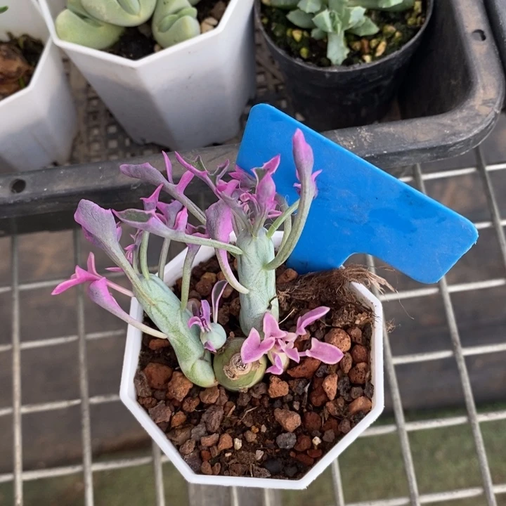 伯克利和格蕾纳等著名