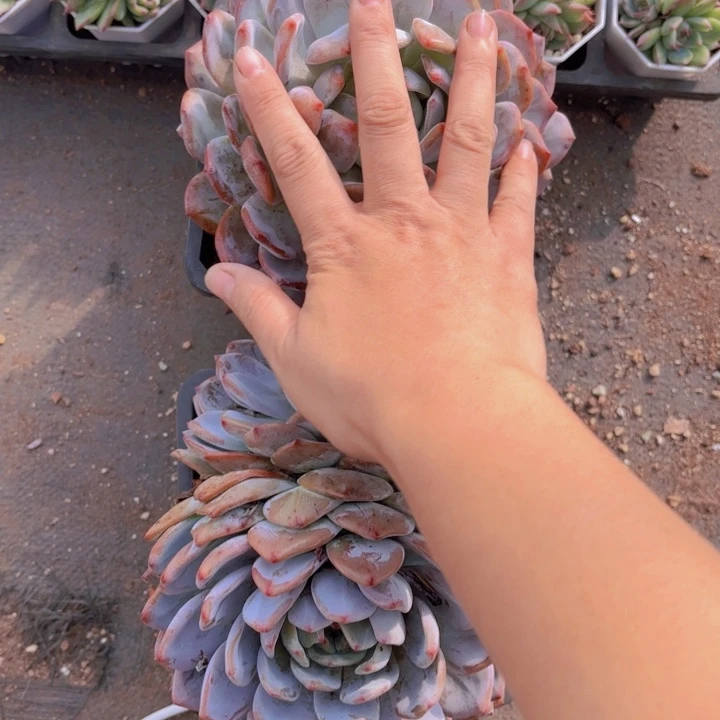 单双个一颗老祖宗梦露共到手两颗