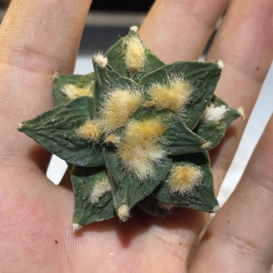 全部花朵自根 怒杂874