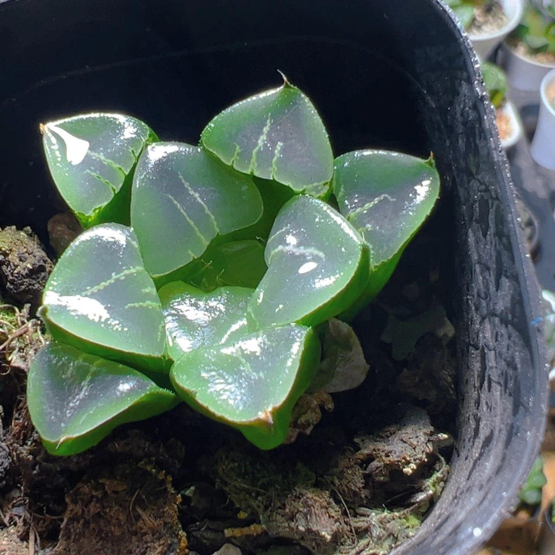 姬翠玉露多肉多肉多肉1