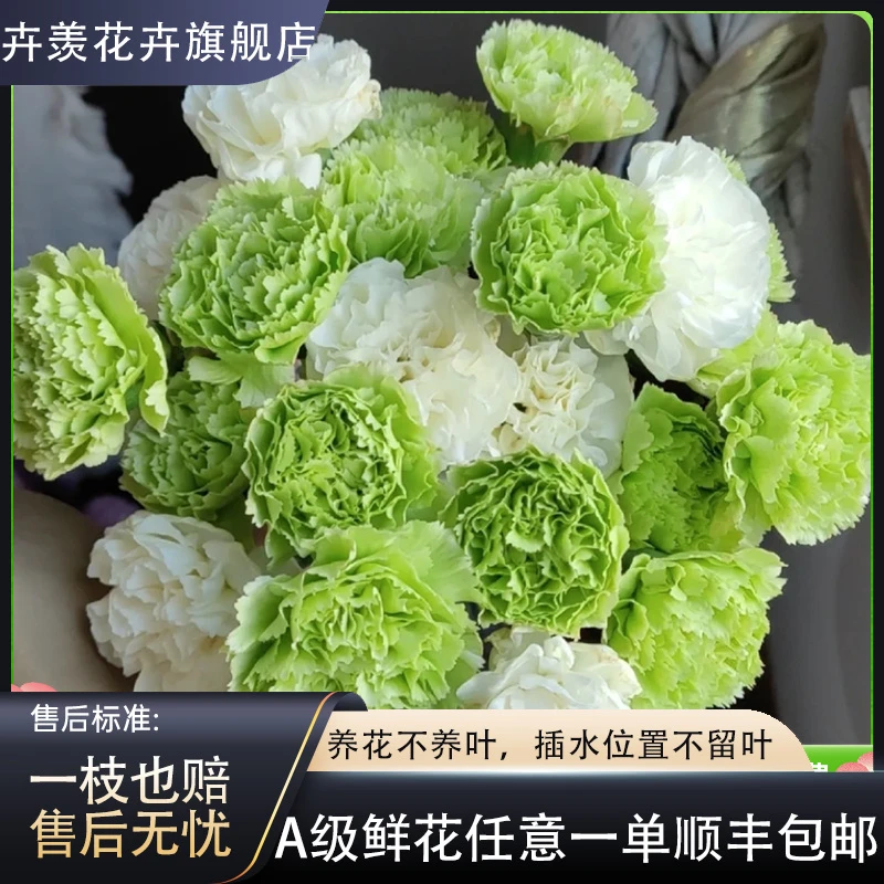 【一品花集】【薄荷冰】单头康乃馨 夏季清新色系全场任意满两单包邮