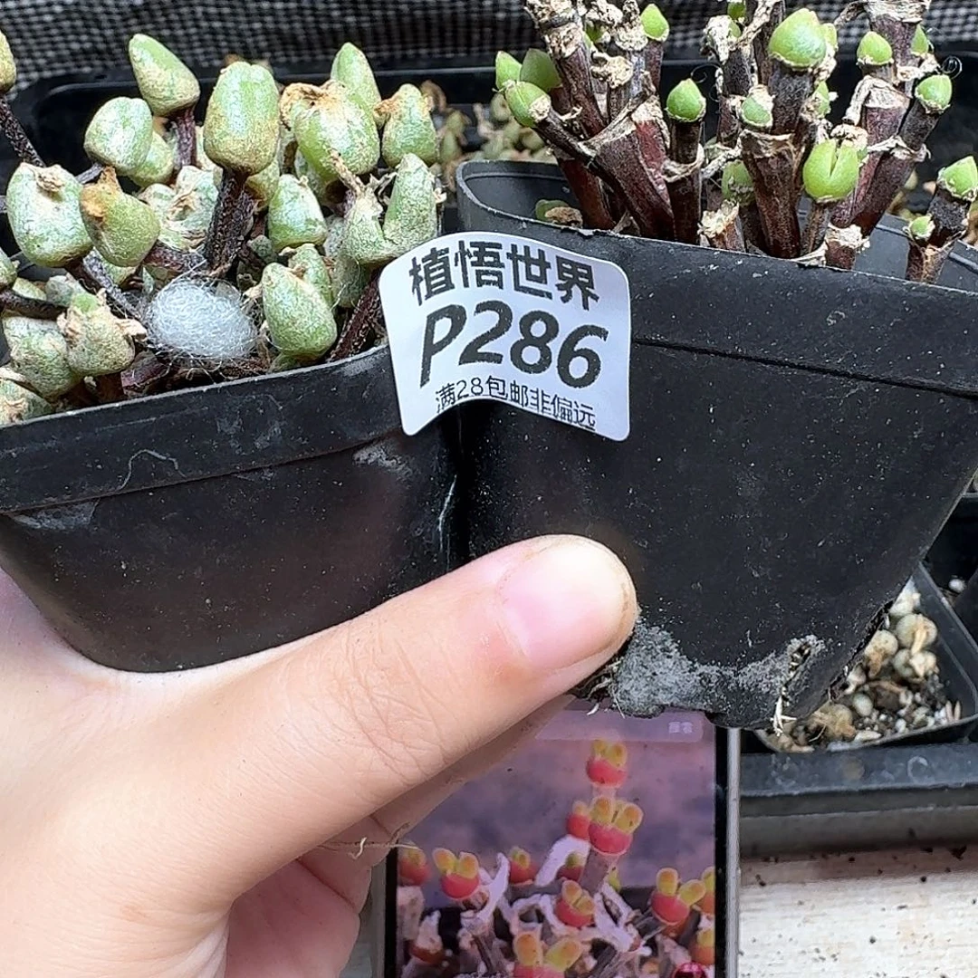 的润泽的润泽地方ff
