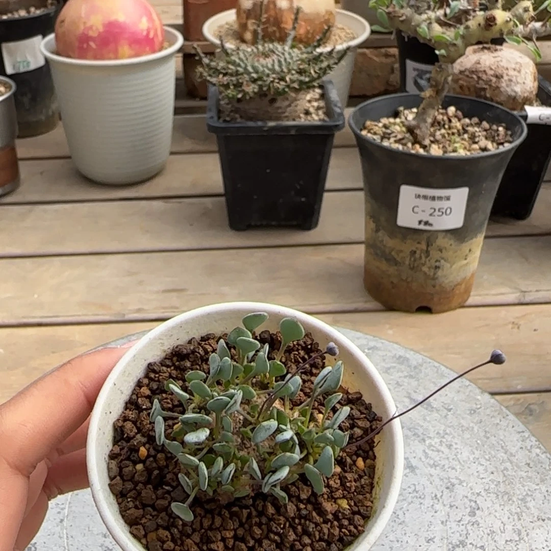 682圆叶格加不带盆