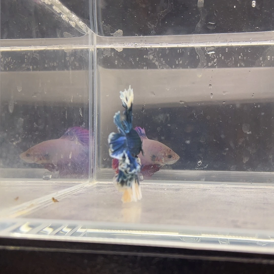 斗鱼可博泰斗1005