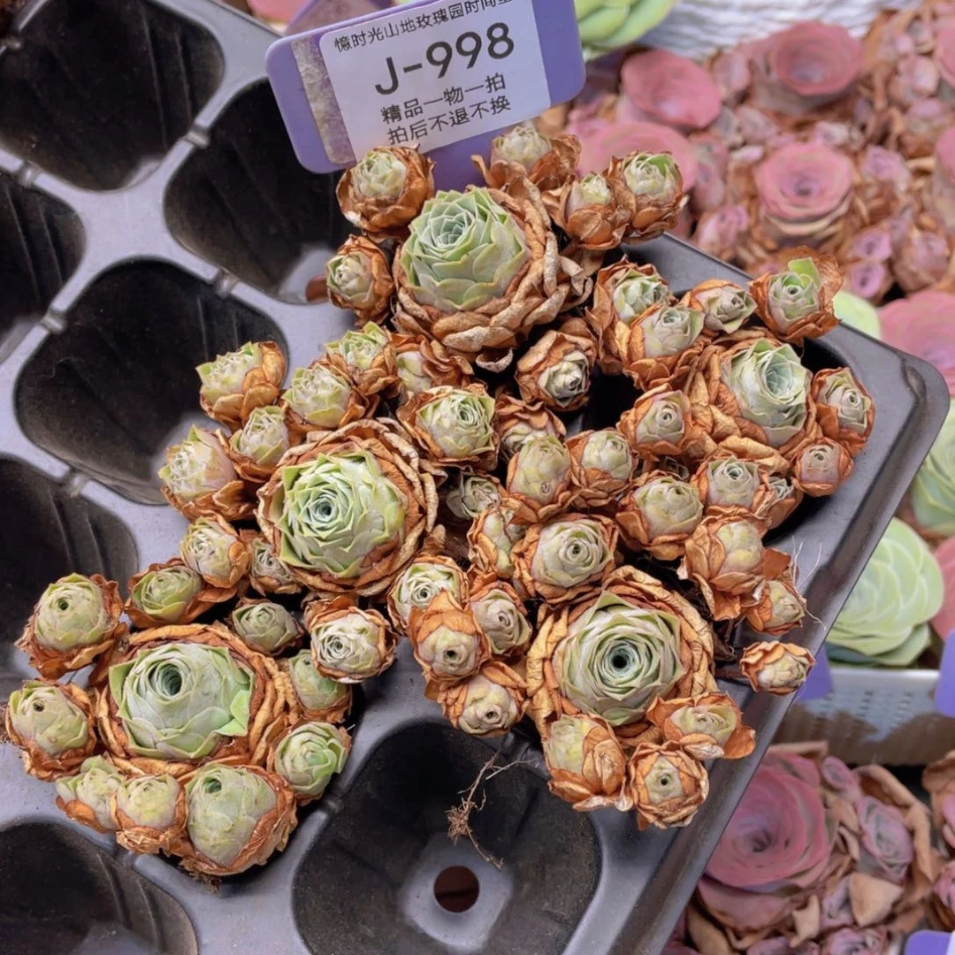 山地玫瑰J998断枝不包损不售后