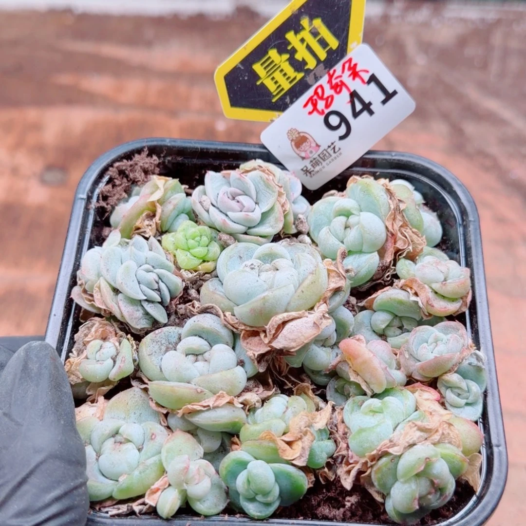 多肉植物多肉植物