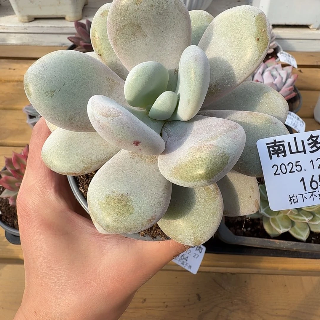 拉拉奶11111227-165