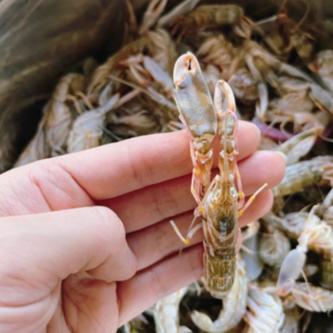 夹板虾（狗虾）.野生虾肉质鲜甜，味道贼哇塞