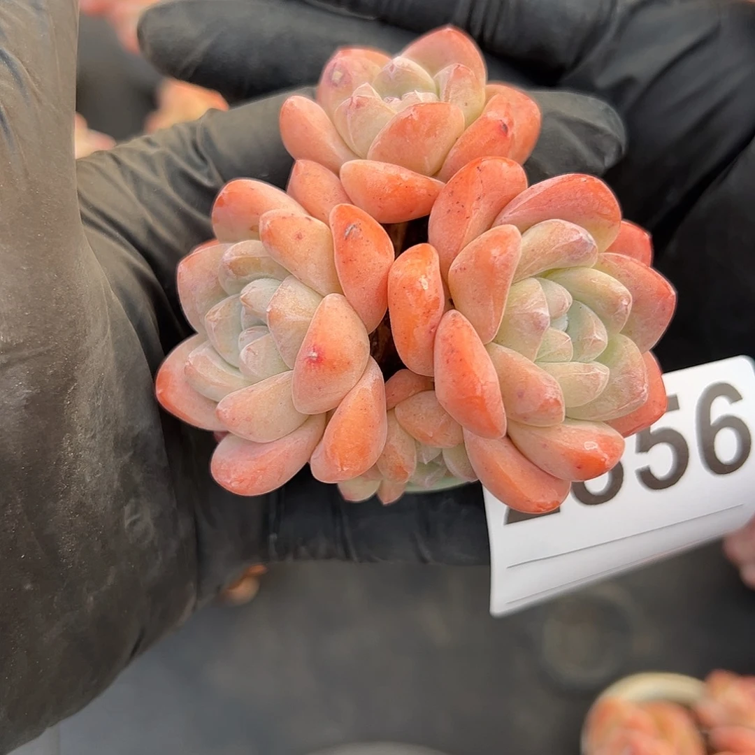 娟***娟2856，三头冰玉带盆发的