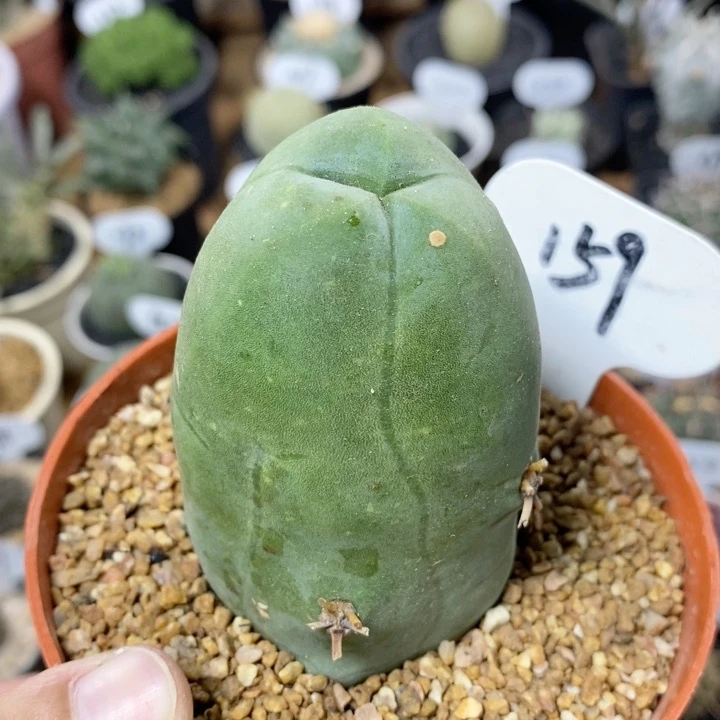 159号矮胖程程柱5.2cm
