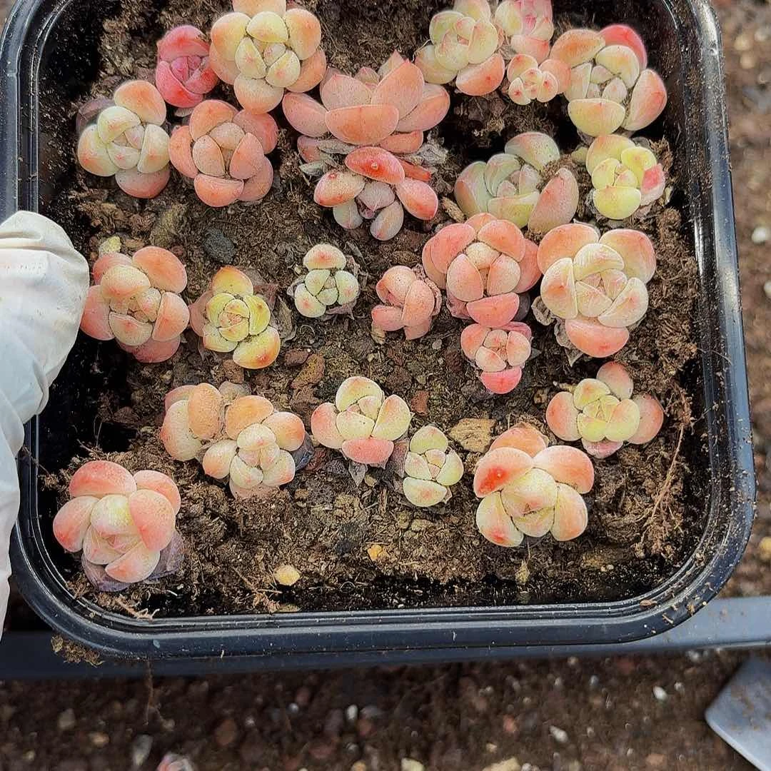 多肉植物多肉植物803