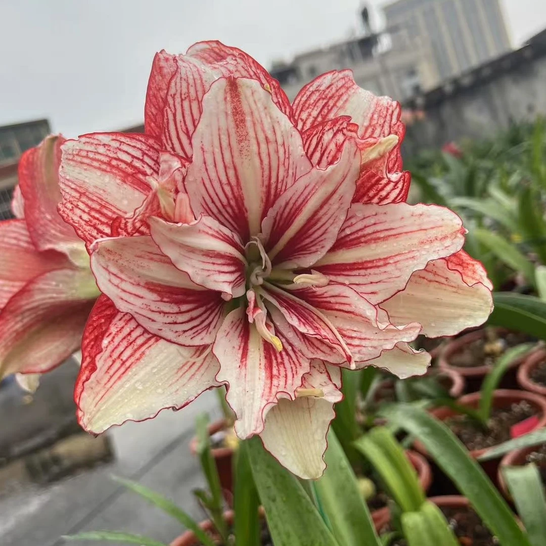 茜茜莉亚 台朱重瓣朱顶红 侧球 包对版不包养护