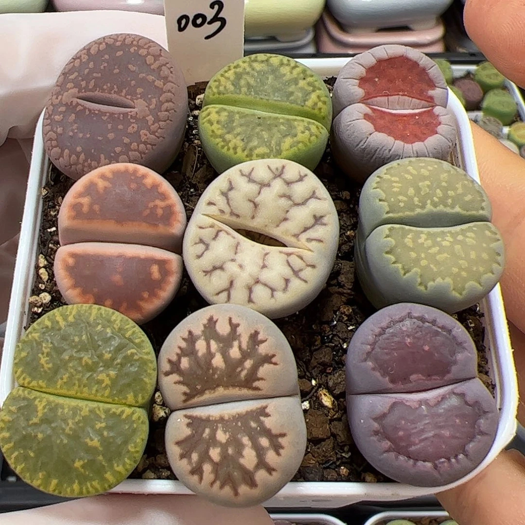 生石花多肉彩拼一盆