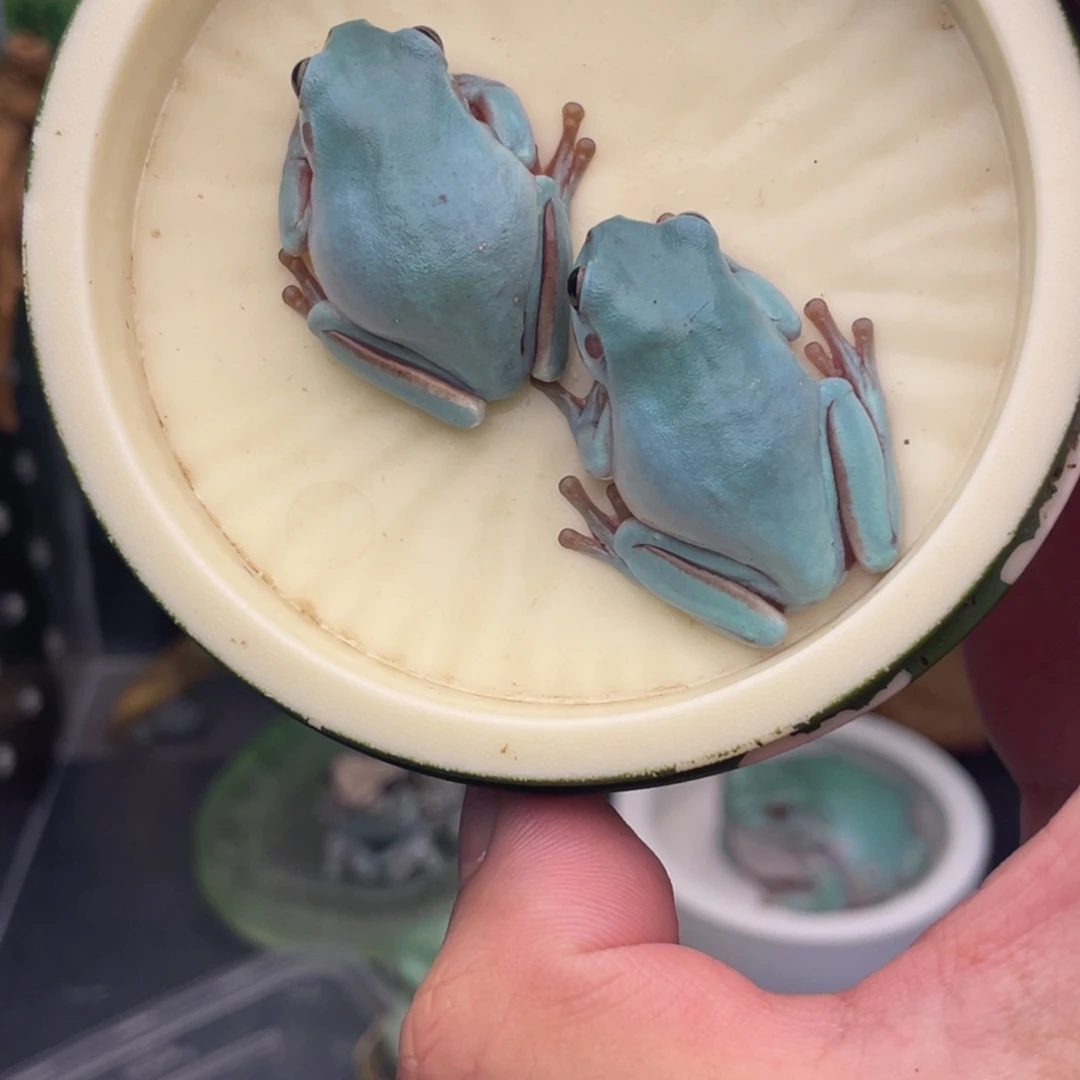 s***老爷树蛙2只蓝老爷