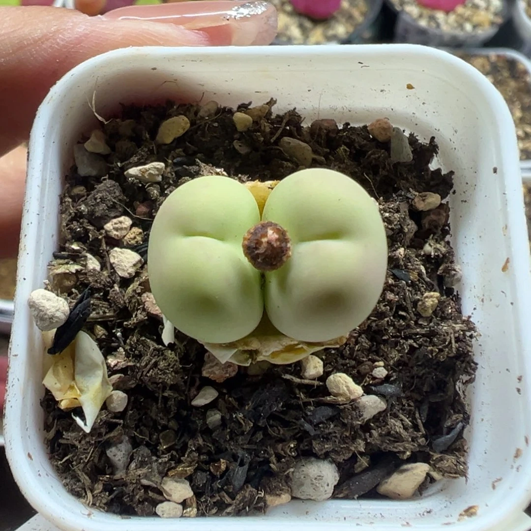 530鸽子蛋带盆土发货