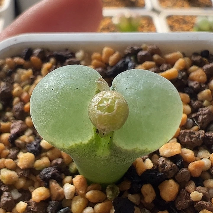 无花朵实生风铃玉9