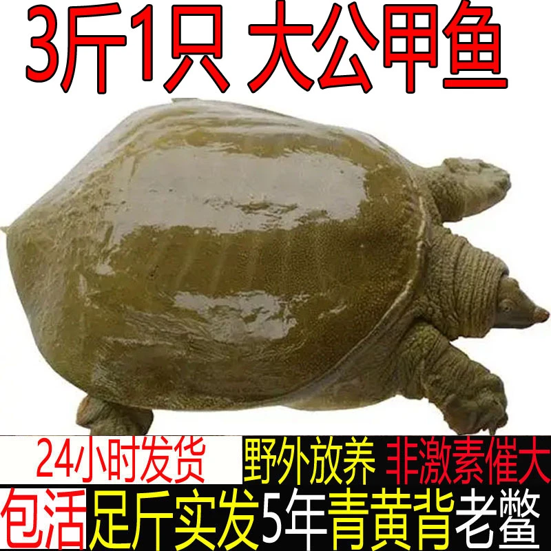 【鱼塘搬迁 亏本清仓 包活送到 】3斤1只青黄背大公甲鱼鲜活体