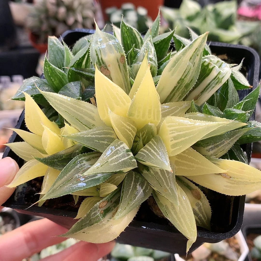 小白鲨锦带盆土发货tjju