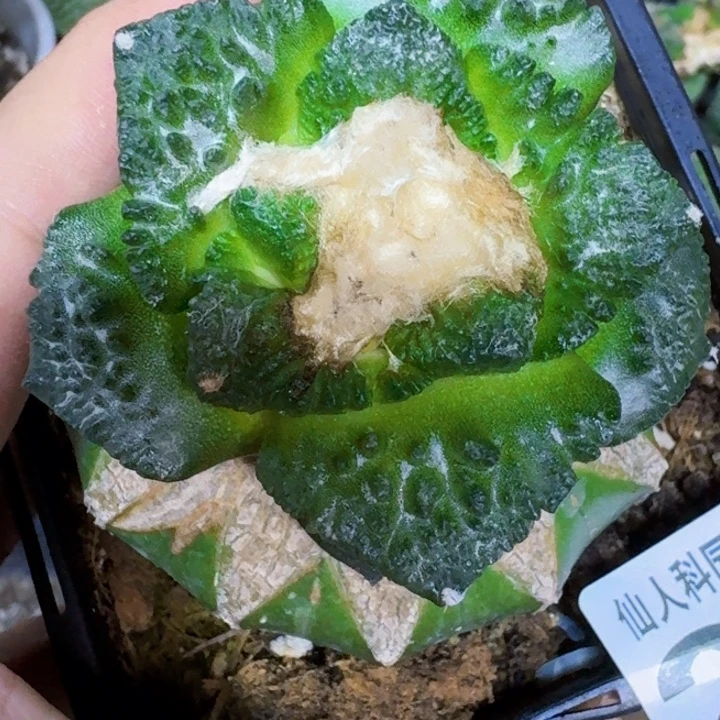 无花朵苗接牡丹294