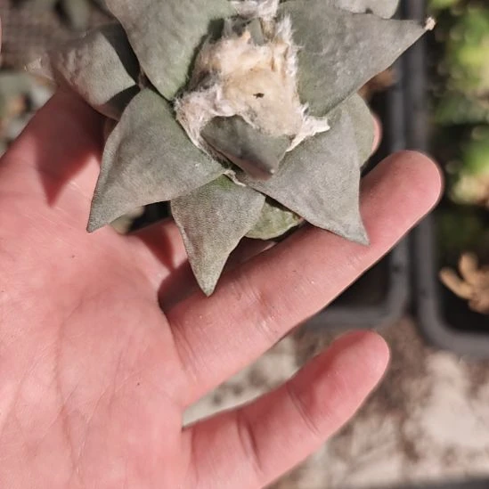 一物一拍，实生仙人球