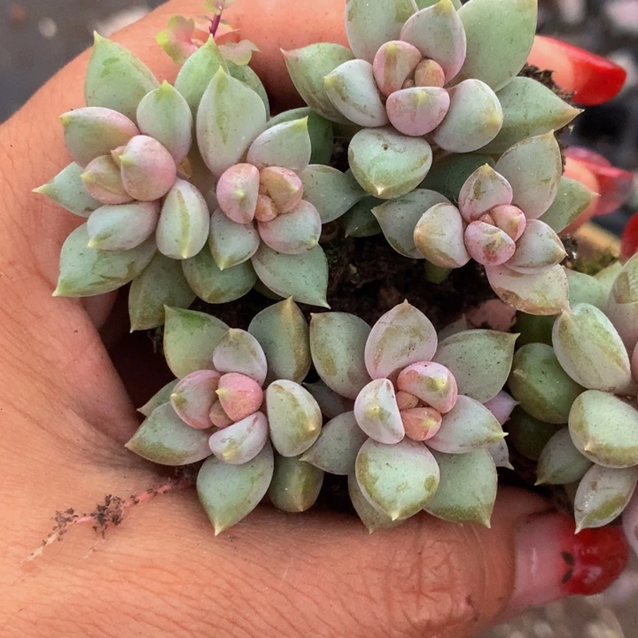 象牙3颗小 红 （满9.99包邮不满9.99发叶子）