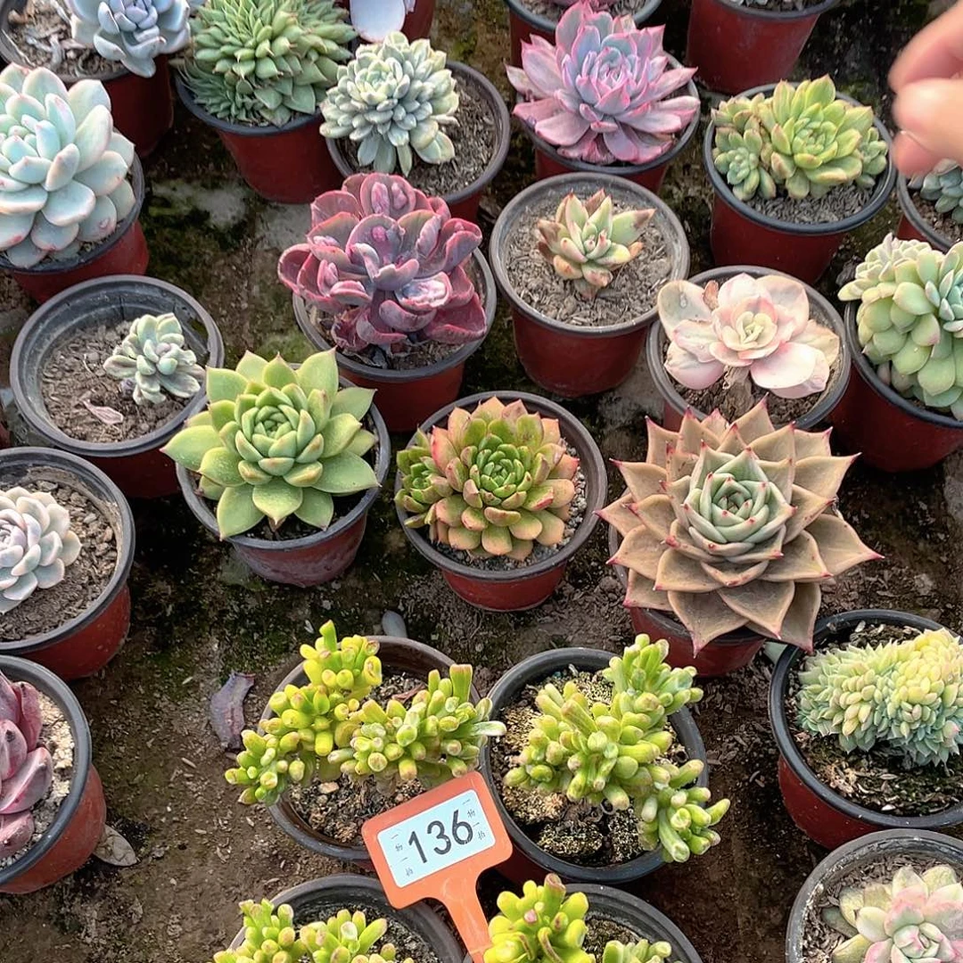 绿***风136号四个一组多肉