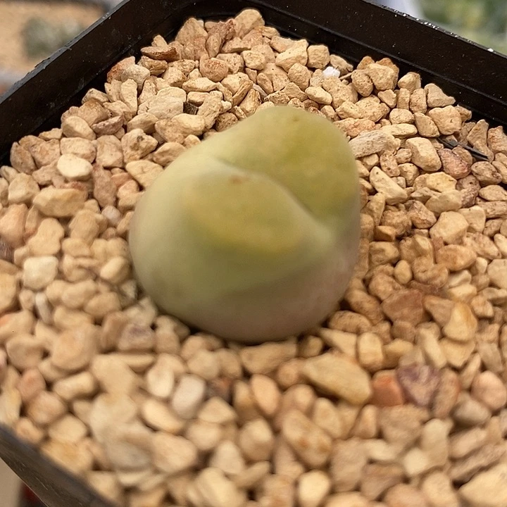 22539吕氏母本一颗