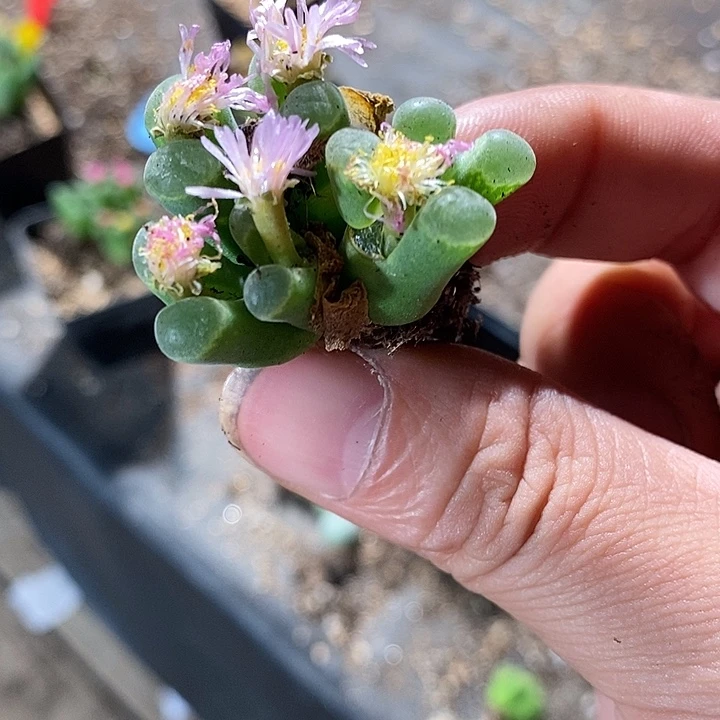 8344。 六头佛肚。 一头有伤。