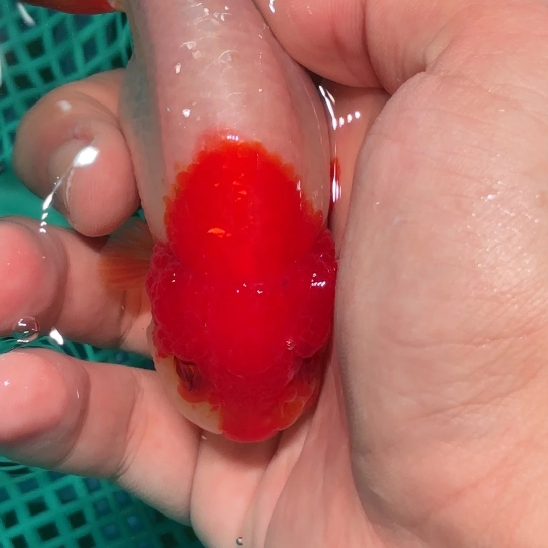 付***费金鱼拍包装包邮，没拍包装运费到付