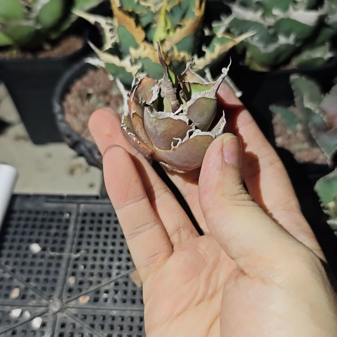 黑豹仁王冠龙舌兰顶芽一颗