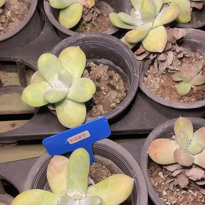 拇指单头老桩脱土