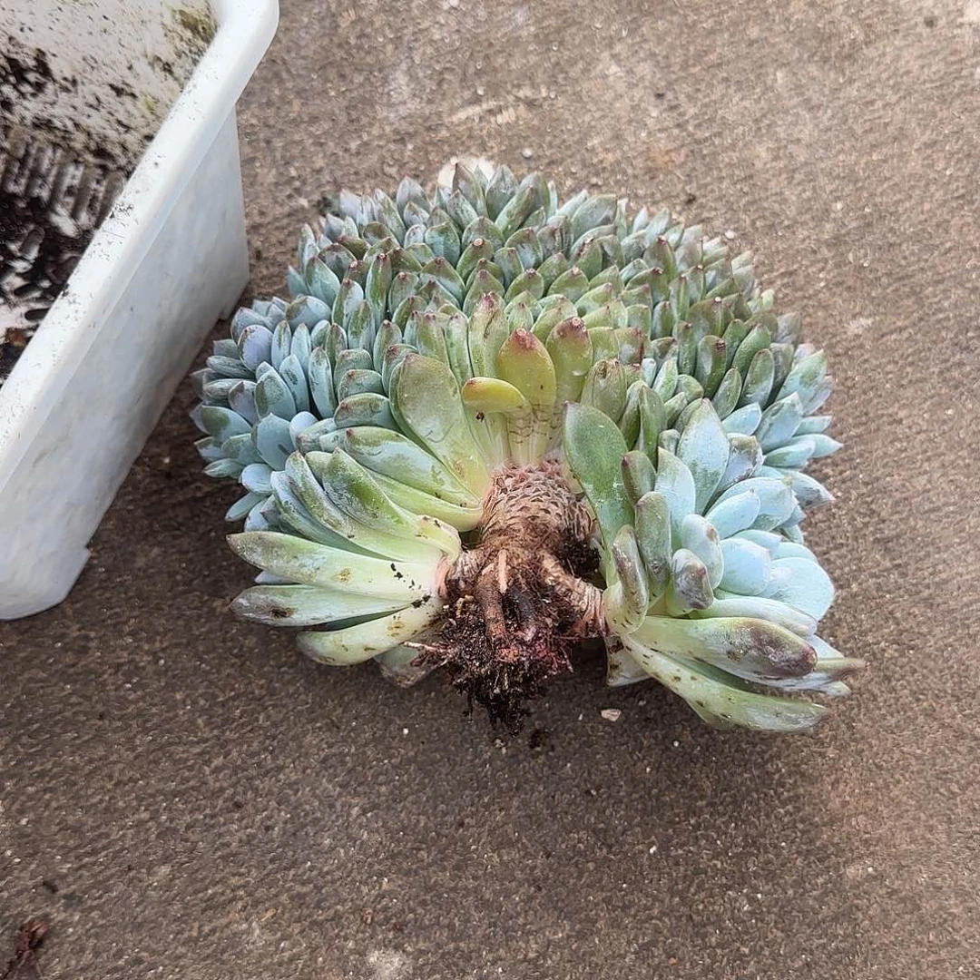 S***练小鼠姐多肉植物一物一拍