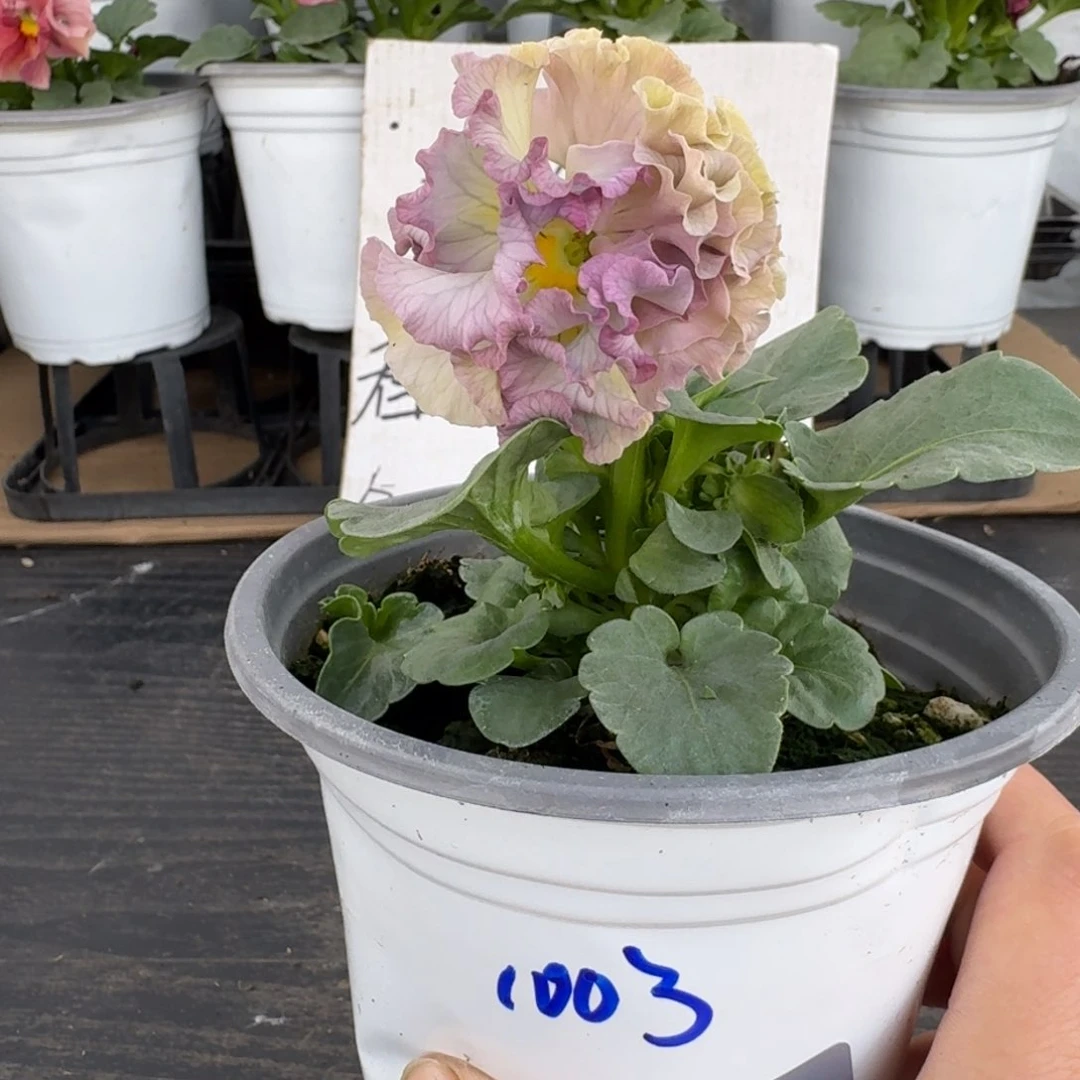 全部花朵664号1003