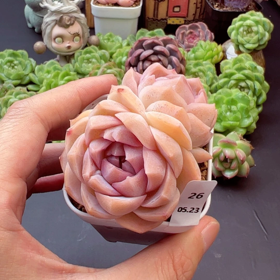 ◉****圈梦幻26、哈哈哈哈