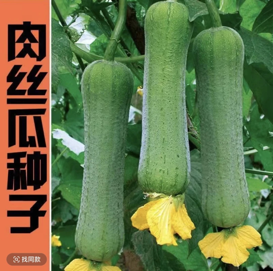 高产特大肉丝瓜种子四季特长丝瓜籽农家庭院爬藤种子蔬菜菜种子