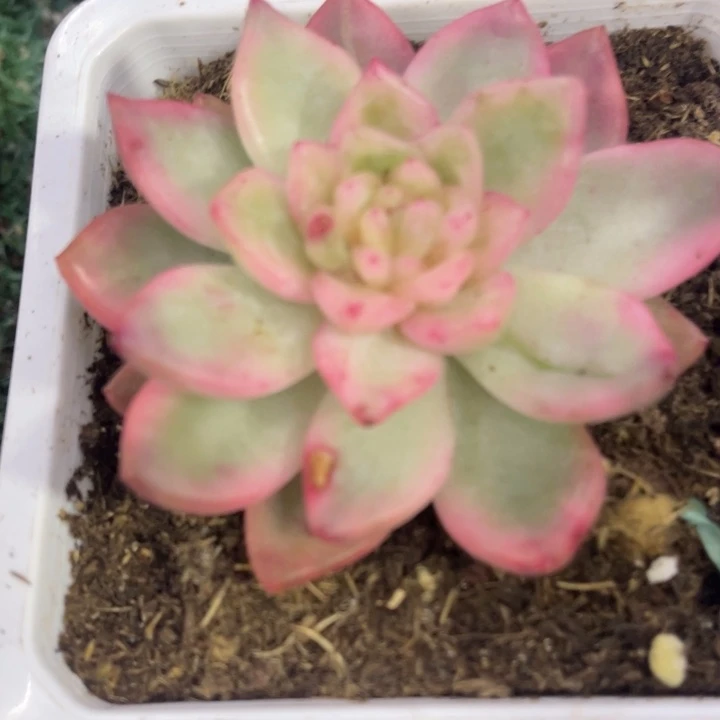 秋可园艺 冰月亮锦