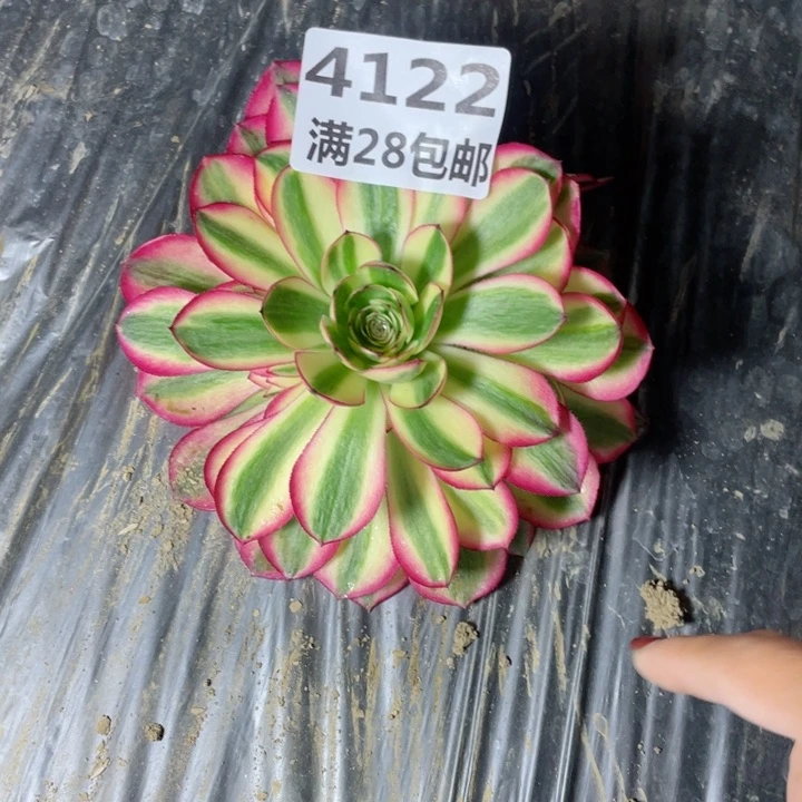 4122一号棚荔枝多肉J