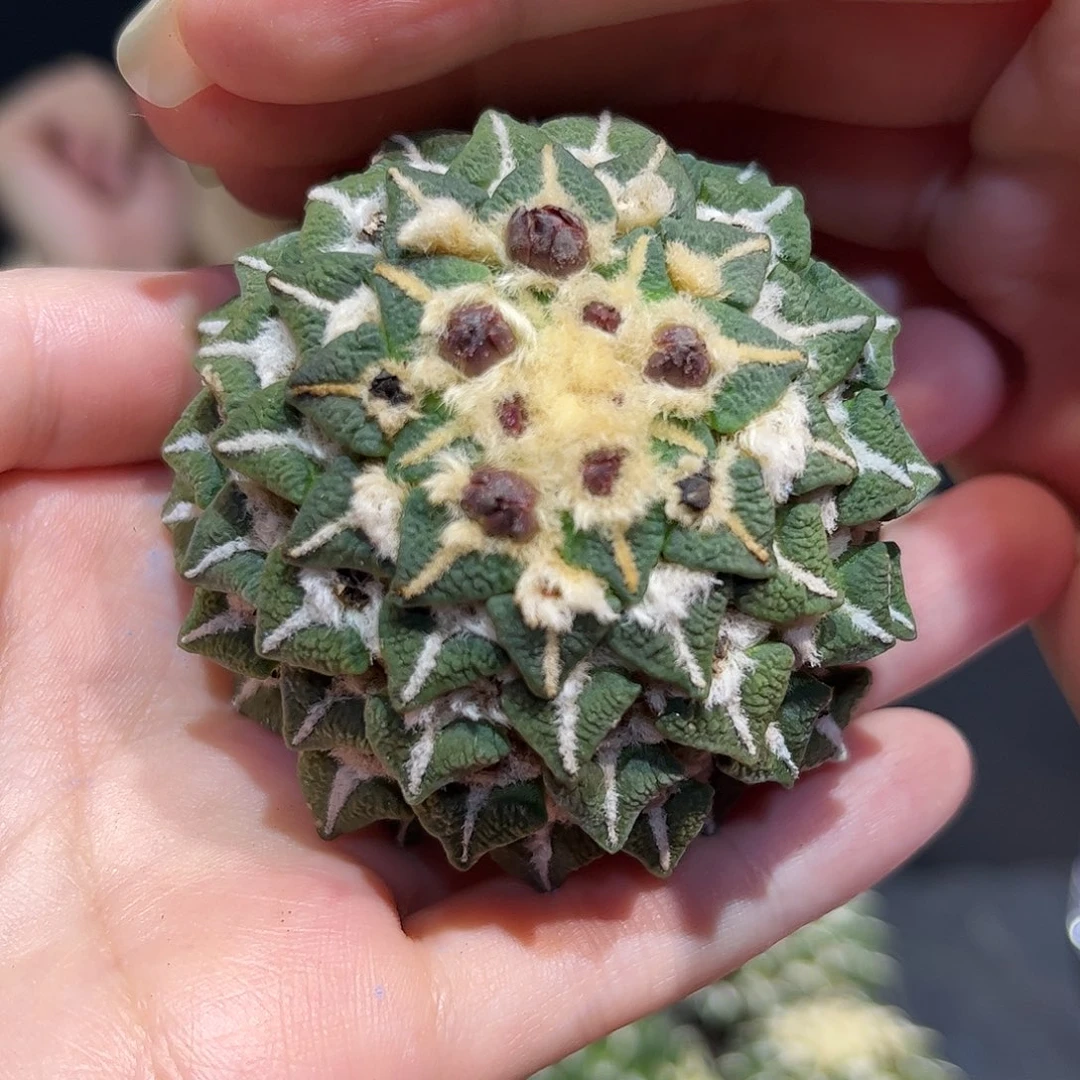6cm无根大肚黑牡丹