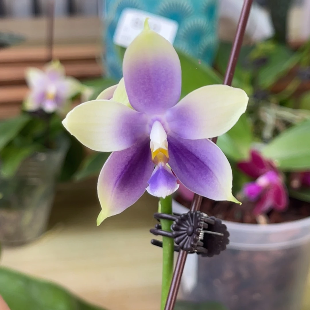 完全开放SWR23AX-1178