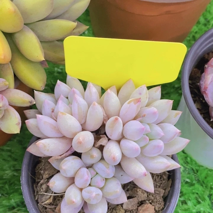 多肉植物，开心多肉