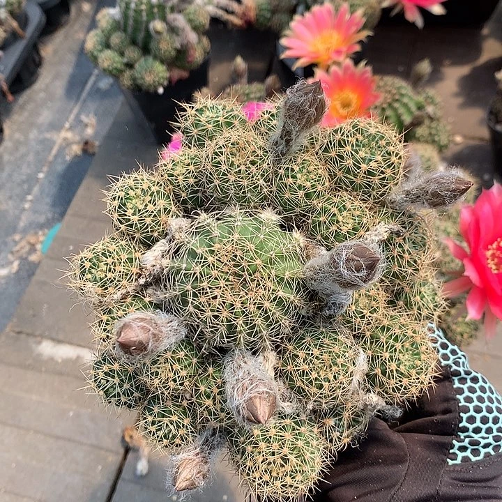 C135 侧芽自根丽花7厘米盆