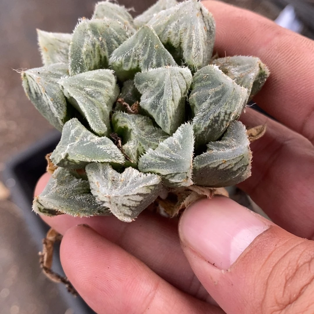 233 一颗棉花糖 超级福利