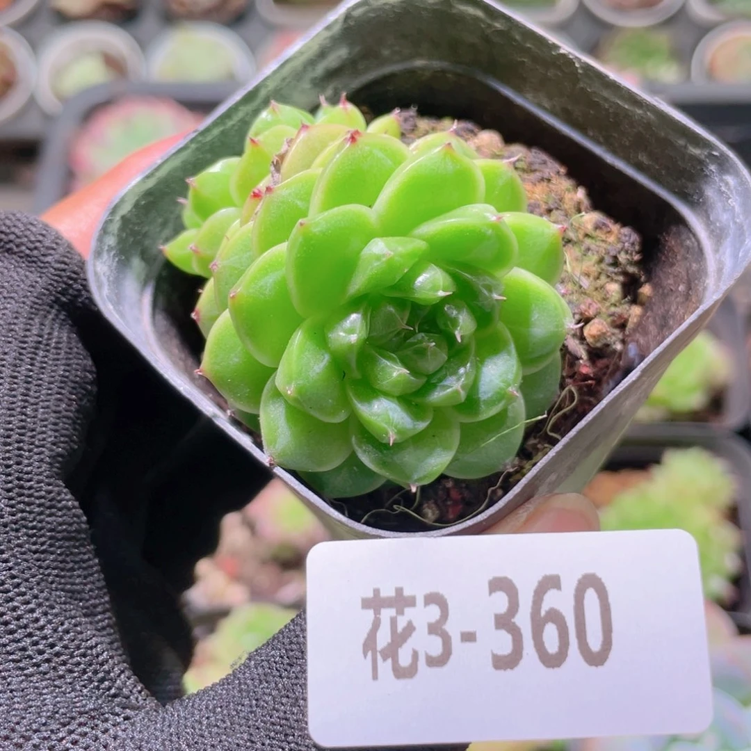 ****瑞花利美3-360海王