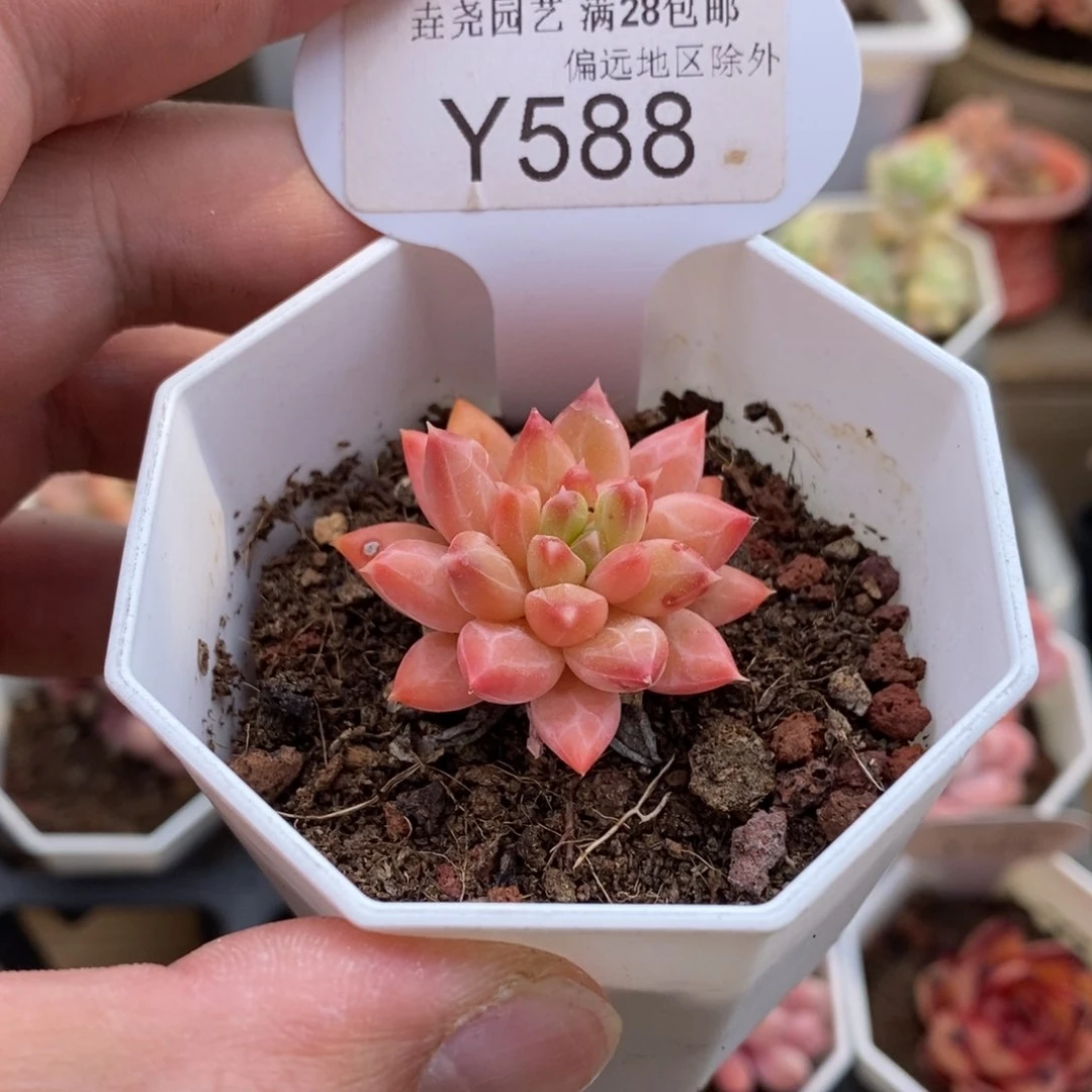 0588甲骨文3.5厘米