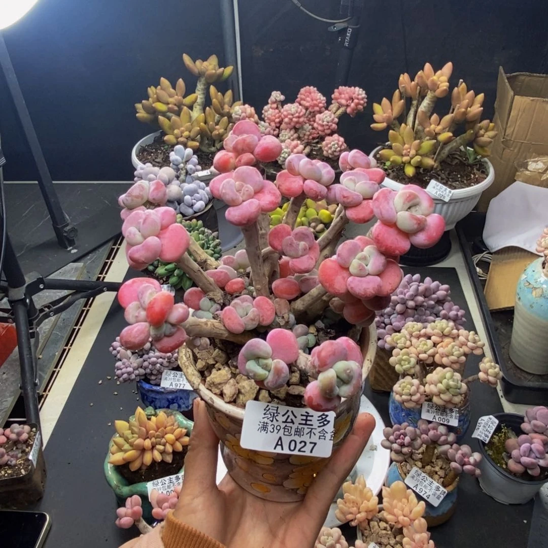 027腰子洛神多肉9c m