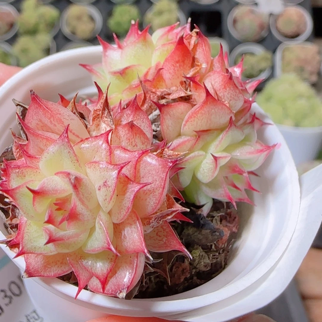 花语逸镜1030-159散