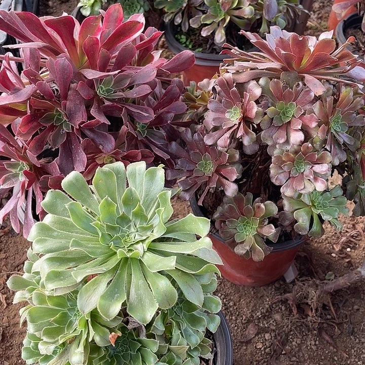 3棵玫瑰玫瑰玫瑰玫瑰